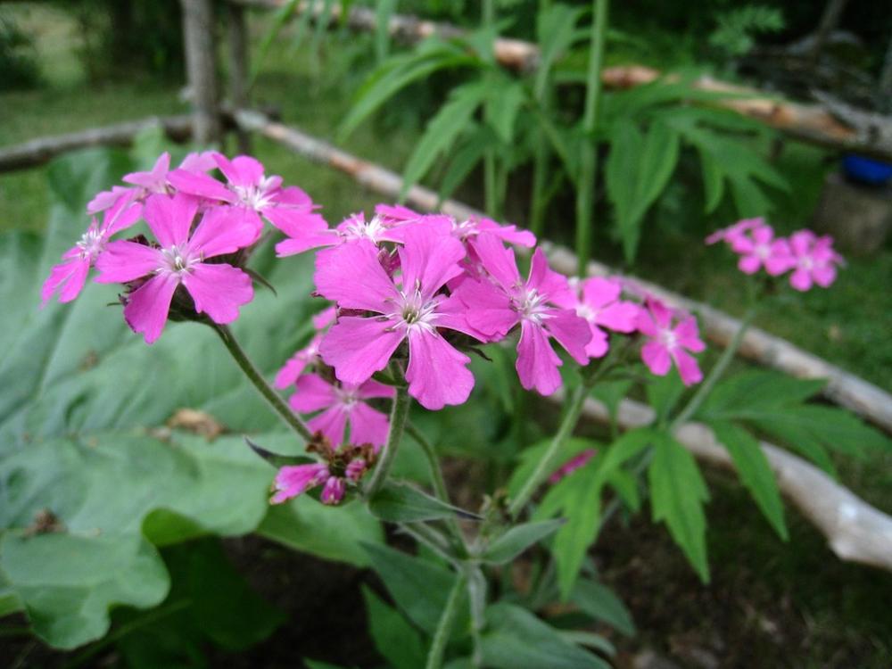 Flowers Purple Summer Leaf Green Garden Flowers Purple Summer Leaf Green Garden