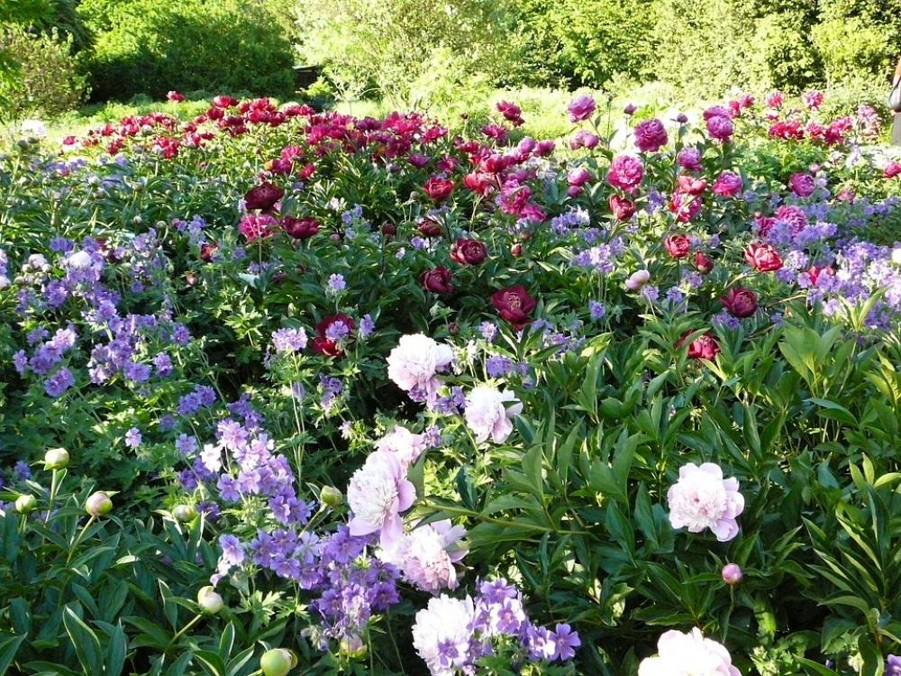 Flowers Field Of Flowers Peony Flowers Field Of Flowers Peony