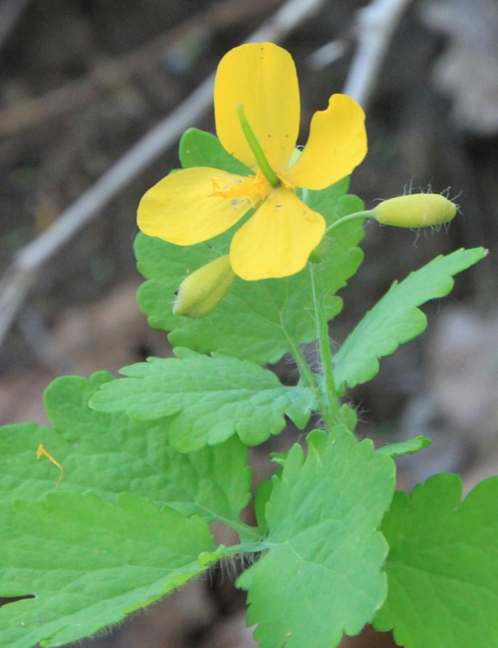 Flowers Greate R Celandine Tetterwort Yellow Flowers Greate R Celandine Tetterwort Yellow