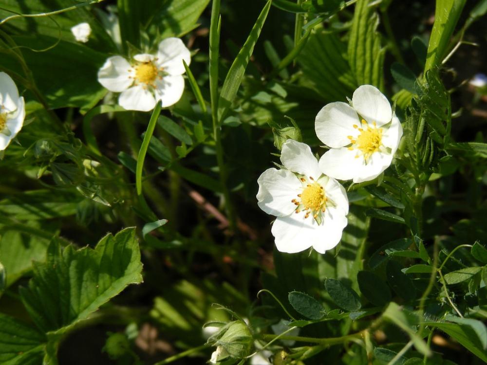 Flowers Forest Green Strawberries White Wild Flowers Forest Green Strawberries White Wild
