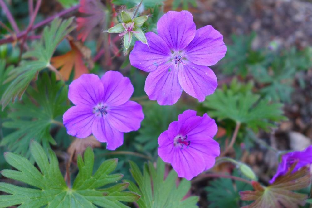 Flowers Purple Flowers Nature Summer Flowers Flowers Purple Flowers Nature Summer Flowers