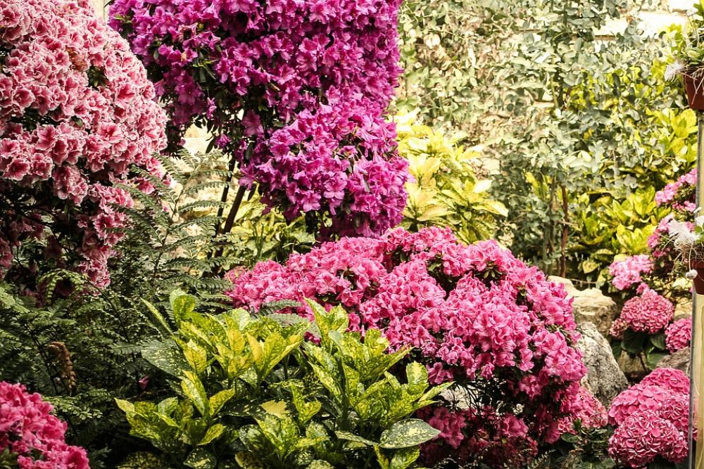 Flowers Plant Flora Garden Flowers Plant Flora Garden