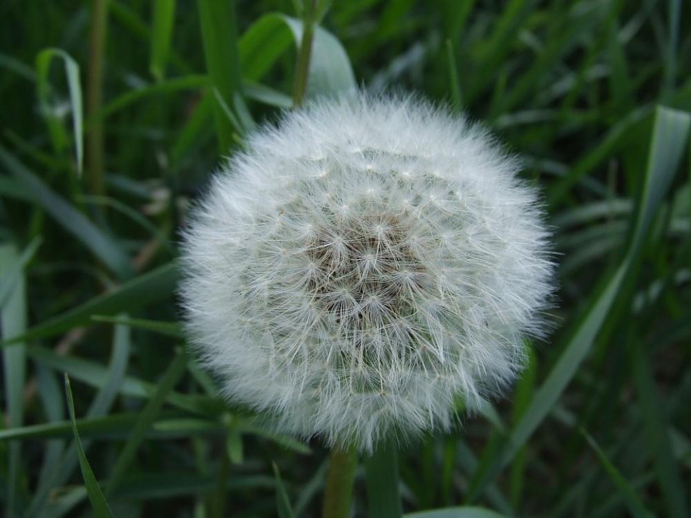 Fluff Flower Dandelion White Green Meadow Fluff Flower Dandelion White Green Meadow