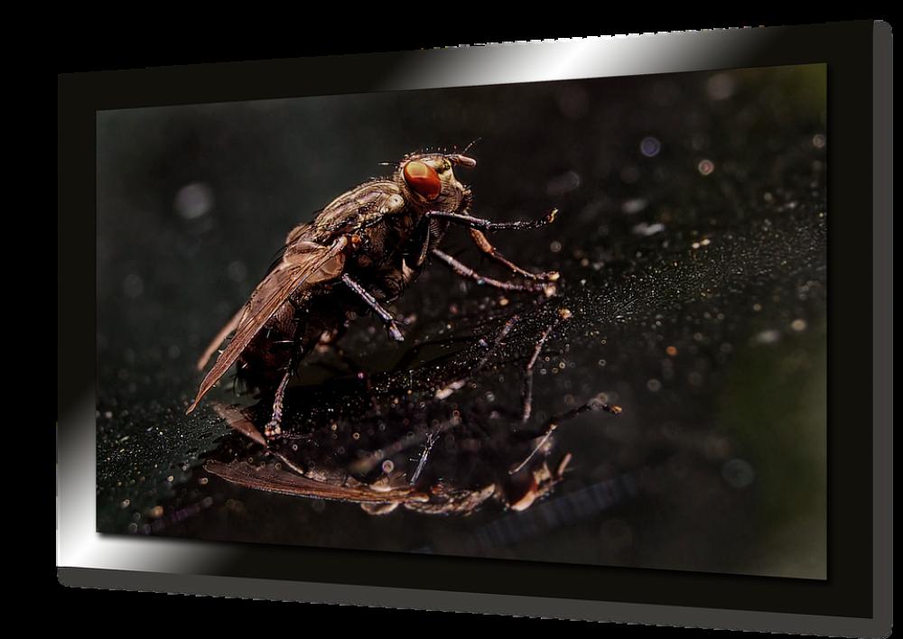 Fly Nature Wing Collage Tv Screen Marko Fly Nature Wing Collage Tv Screen Marko