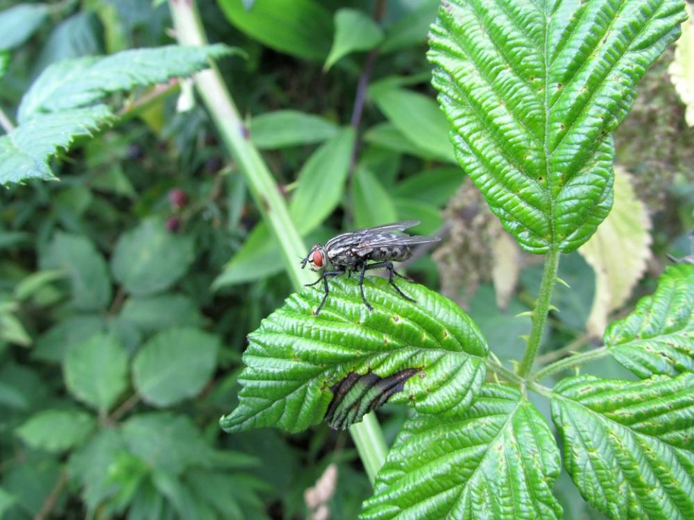 Fly Insect Animals Nature Fly Insect Animals Nature