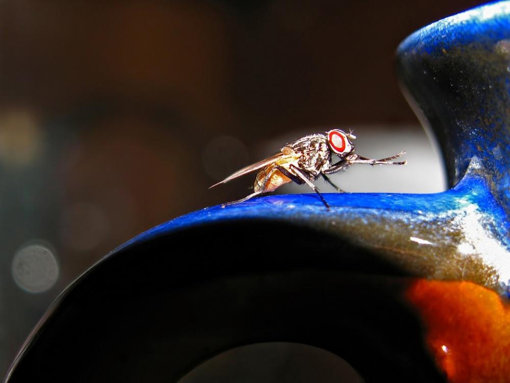 Fly Insect Animal Animals Close-Up Macro Fly Insect Animal Animals Close-Up Macro
