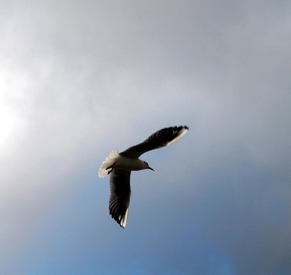 Fly Sky Bird Cloud Flight Ala Fly Sky Bird Cloud Flight Ala