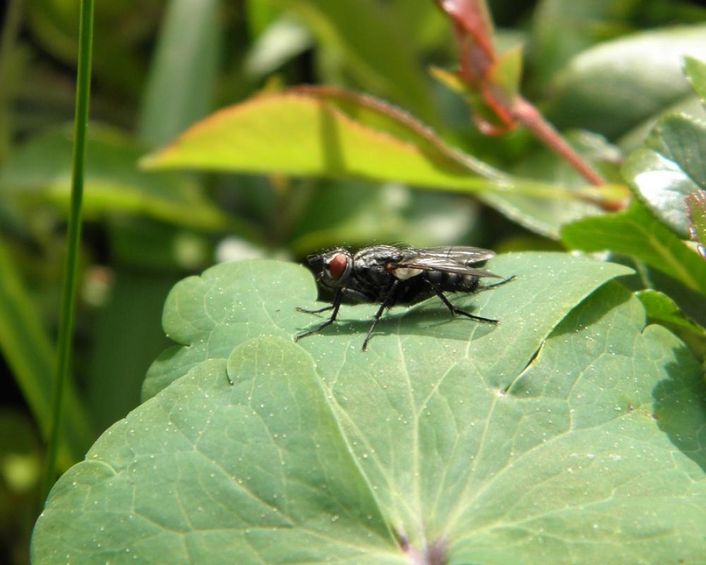 Fly Insect Whopper Leaf Green Fly Insect Whopper Leaf Green