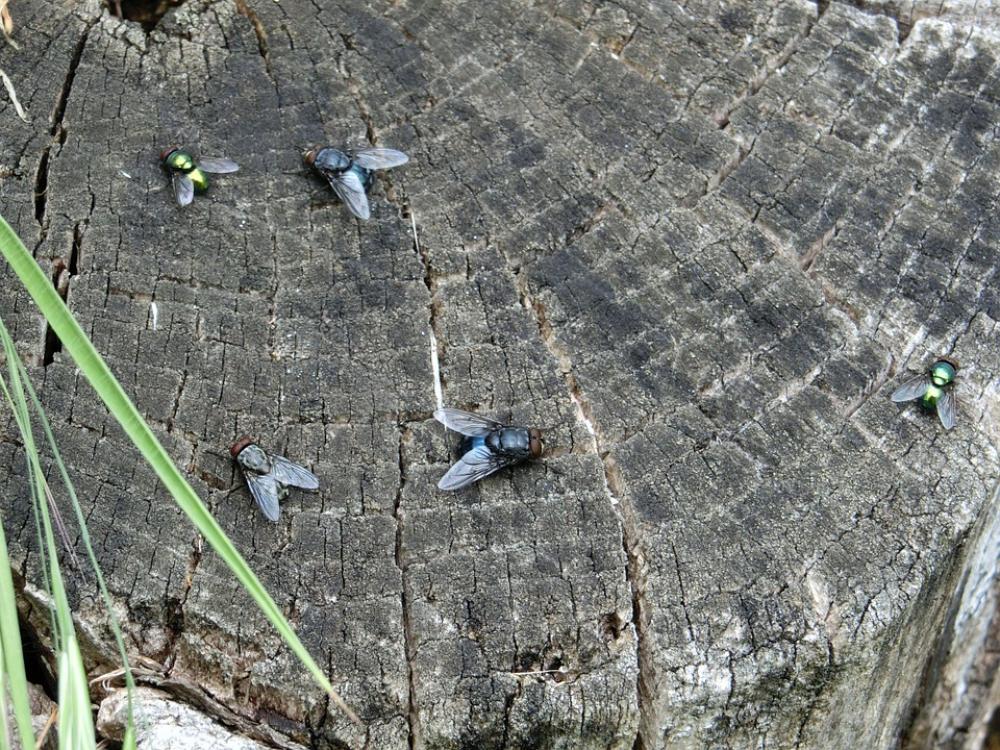 Flying Wood Tree Stump Nature Flying Wood Tree Stump Nature