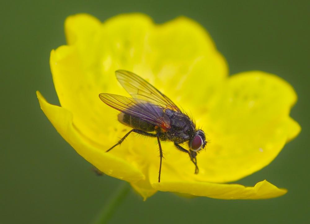Fly Macro Insect Nature Animal Wing Summer Fly Macro Insect Nature Animal Wing Summer