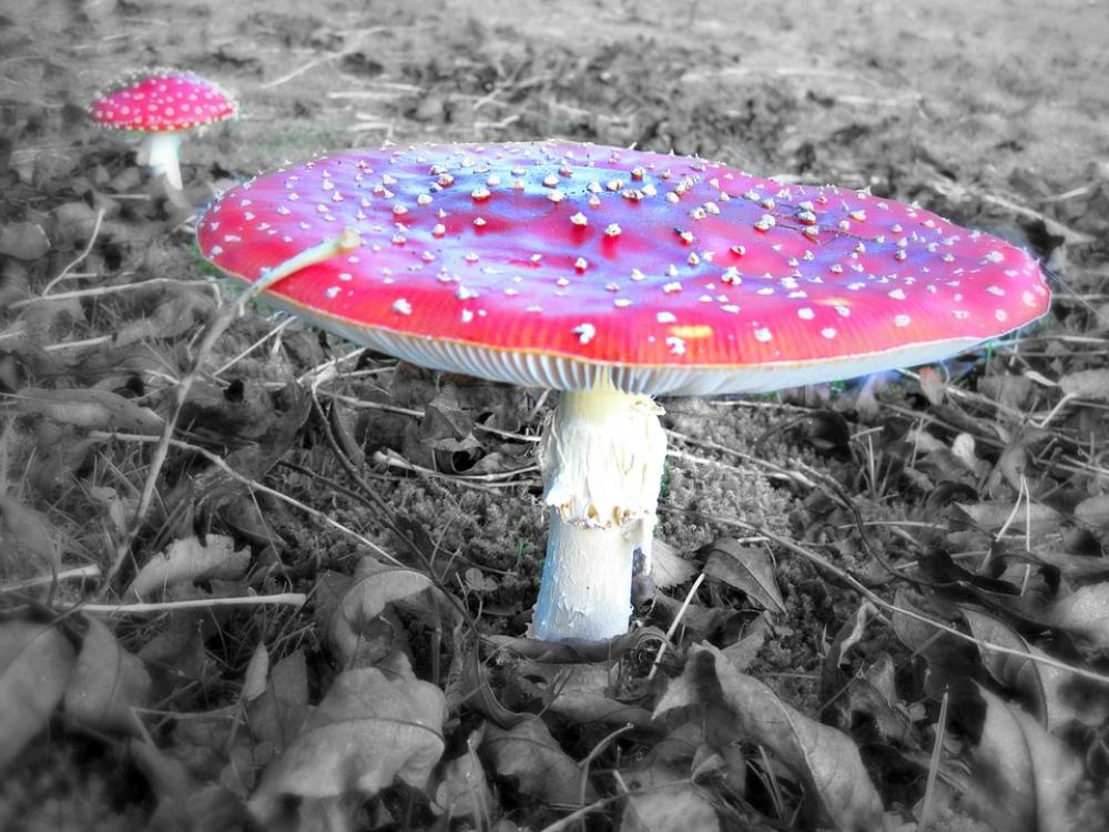 Fly Agaric Mushroom Toxic Nature Autumn Red Fly Agaric Mushroom Toxic Nature Autumn Red