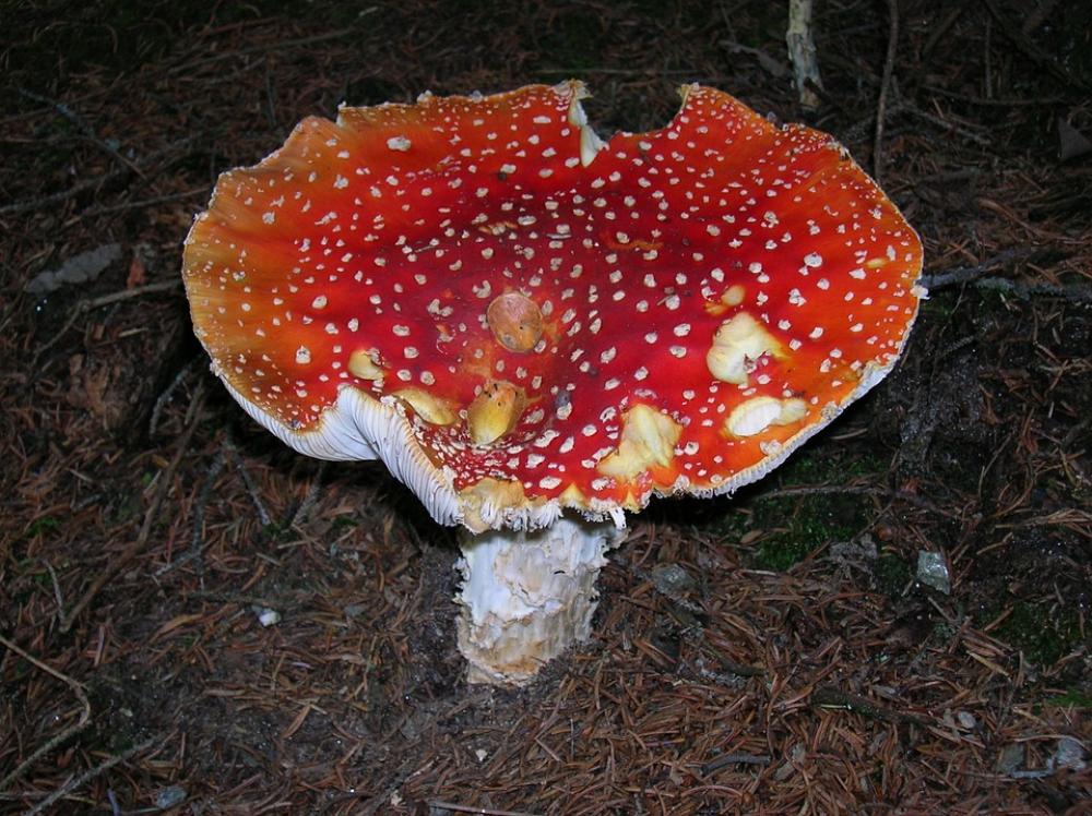 Fly Agaric Toadstool Sponge Mushroom Toxic Red Fly Agaric Toadstool Sponge Mushroom Toxic Red