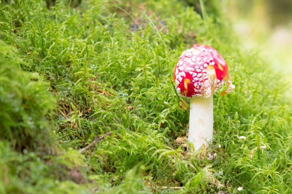 Fly Agaric Mushroom Toxic Nature Autumn Forest Fly Agaric Mushroom Toxic Nature Autumn Forest