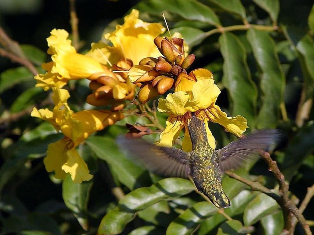 Flying Flowers Hummingbirds Birds Animals Fauna Flying Flowers Hummingbirds Birds Animals Fauna