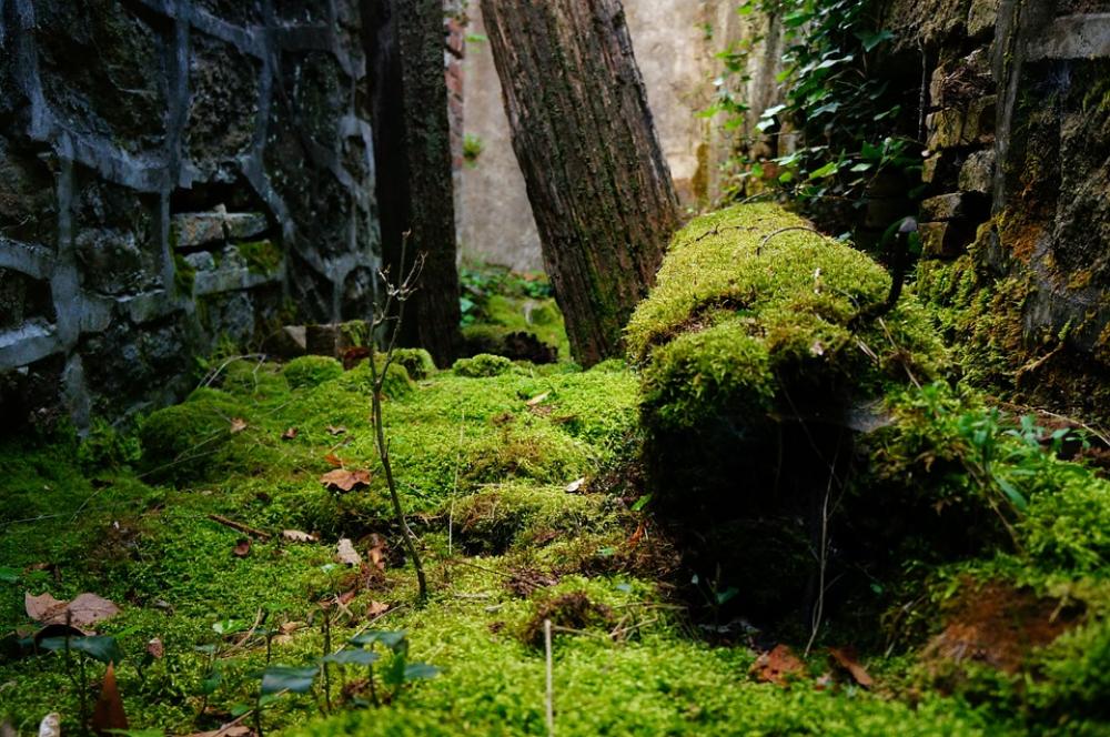 Foam Abandoned Nature Beam Green Foam Abandoned Nature Beam Green