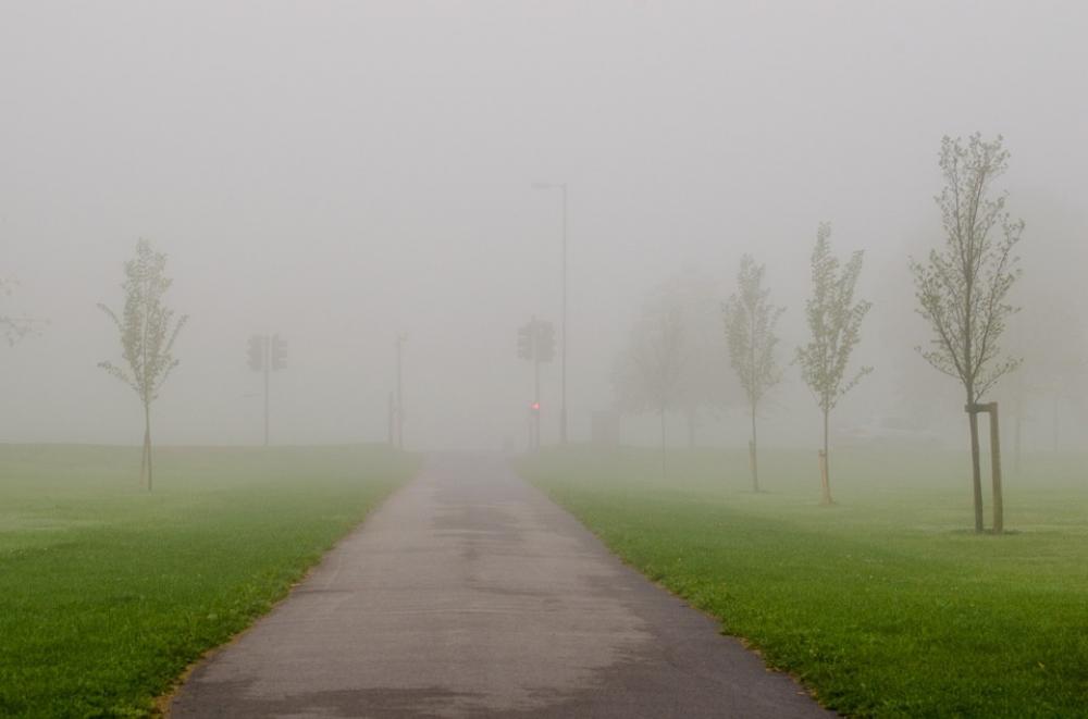 Fog Park Weather Nature Seasons Autumn Tree Fog Park Weather Nature Seasons Autumn Tree