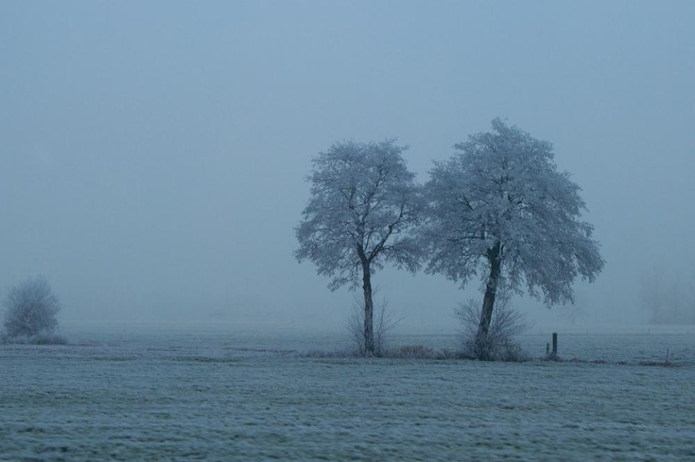 Fog Trees Still Nature Landscape Rest Tree Fog Trees Still Nature Landscape Rest Tree