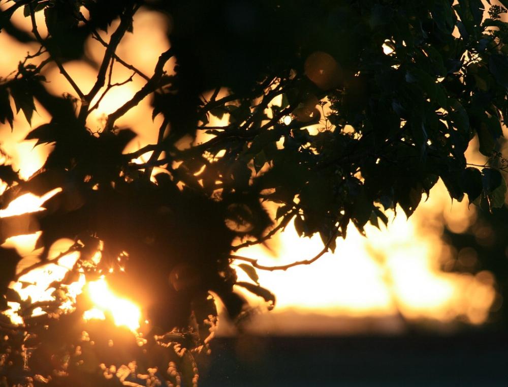 Foliage Tree Sunset Orange Gold Sunlight Sun Foliage Tree Sunset Orange Gold Sunlight Sun