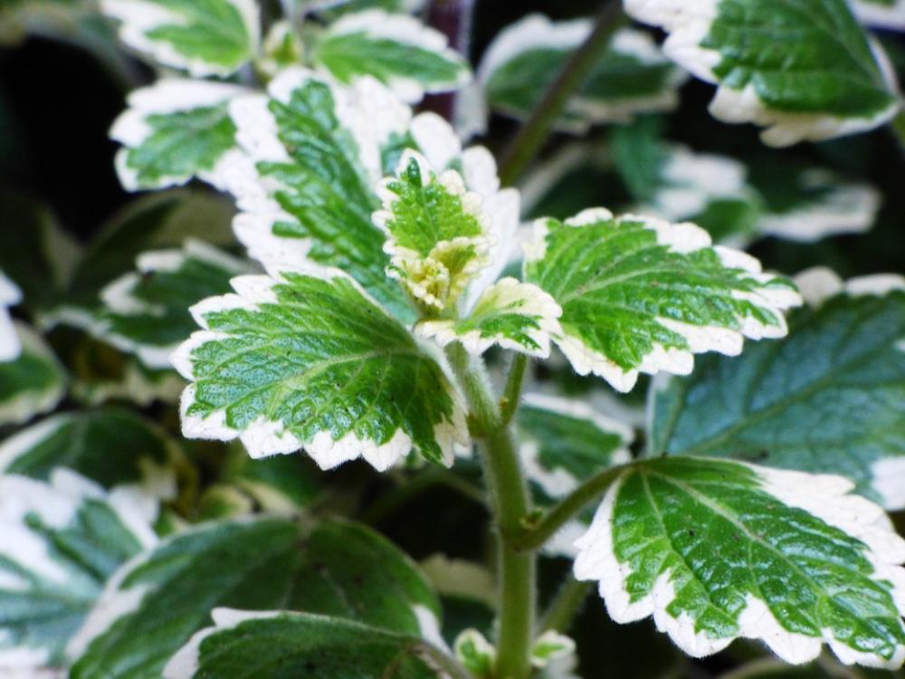 Foliage Plants Green Flower Leaf Nature Flora Foliage Plants Green Flower Leaf Nature Flora