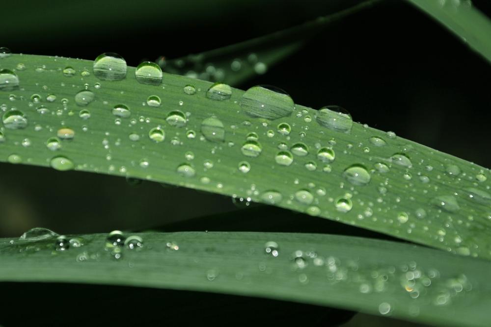 Foliage Drops Nature Foliage Drops Nature