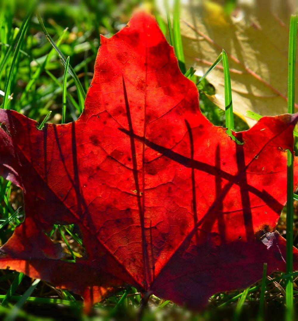 Foliage Autumn Red Foliage Autumn Red
