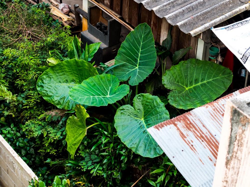 Foliage Plant Large Leaves Green Foliage Plant Large Leaves Green