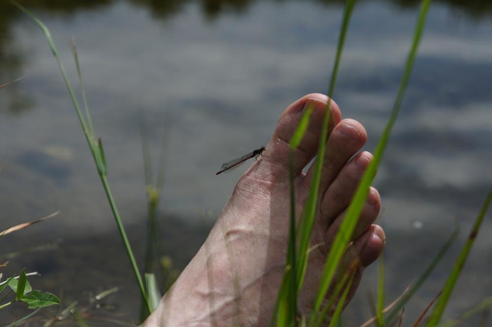 Foot Ten Water Grass Feet Barefoot Nature Summer Foot Ten Water Grass Feet Barefoot Nature Summer