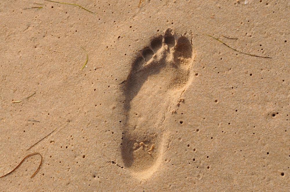 Footprint Sea Beach Sand Sand Beach Nature Summer Footprint Sea Beach Sand Sand Beach Nature Summer