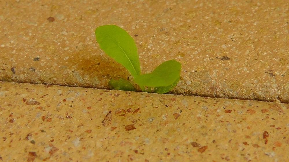 Force Of Nature Spriesen Nature Leaf Plant Leaves Force Of Nature Spriesen Nature Leaf Plant Leaves