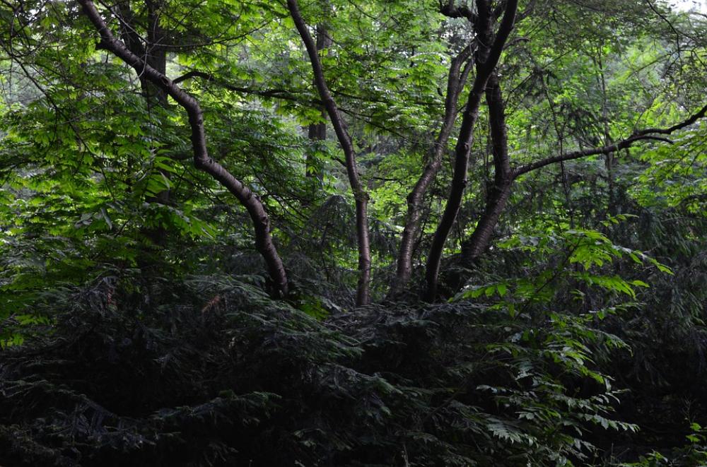 Forest Bush Bushes Forest Bush Bushes