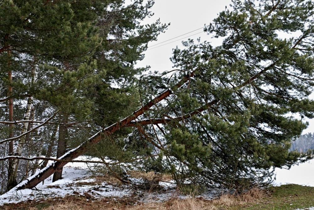 Forest Tree Pine Winter Snow Disproven White Forest Tree Pine Winter Snow Disproven White