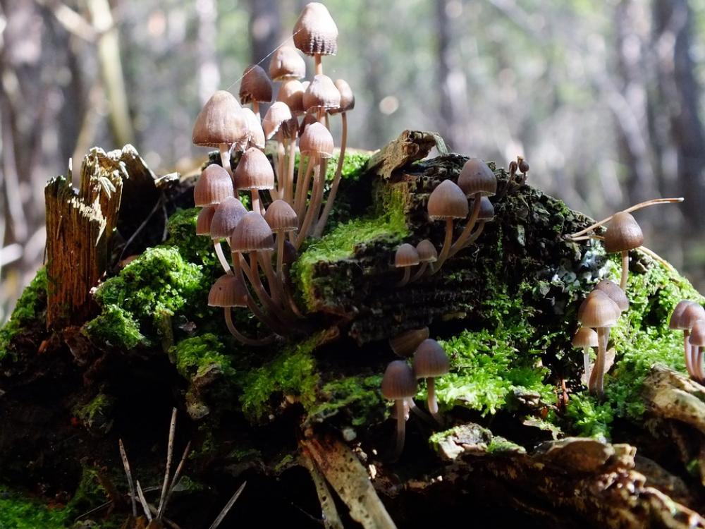 Forest Mushrooms Log Macro Forest Mushrooms Log Macro