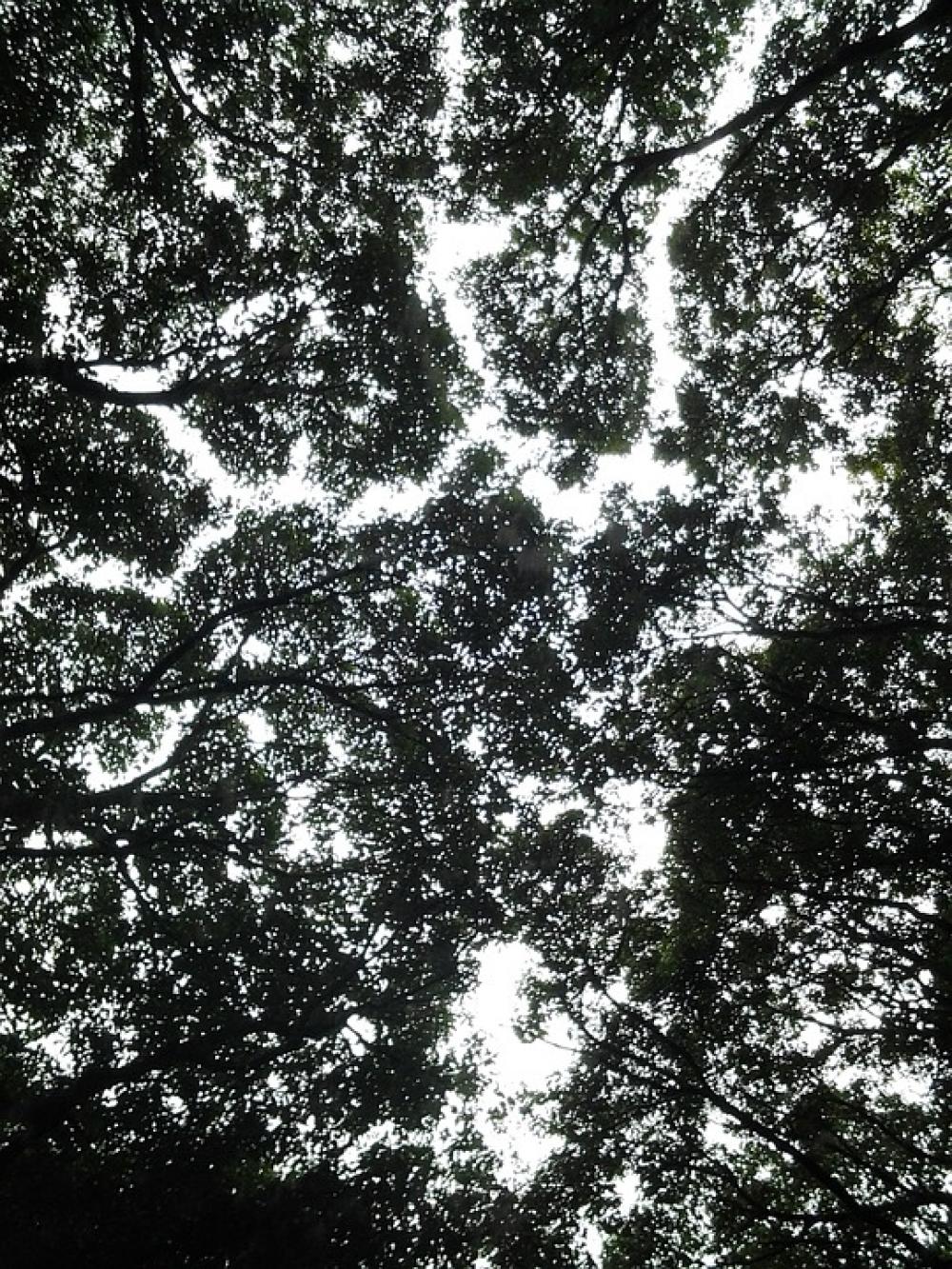 Forest Wood Silhouette Forest Wood Silhouette
