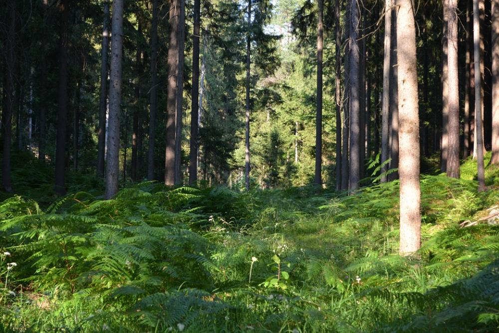 Forest Fern Ferns Green Trees Forest Fern Ferns Green Trees