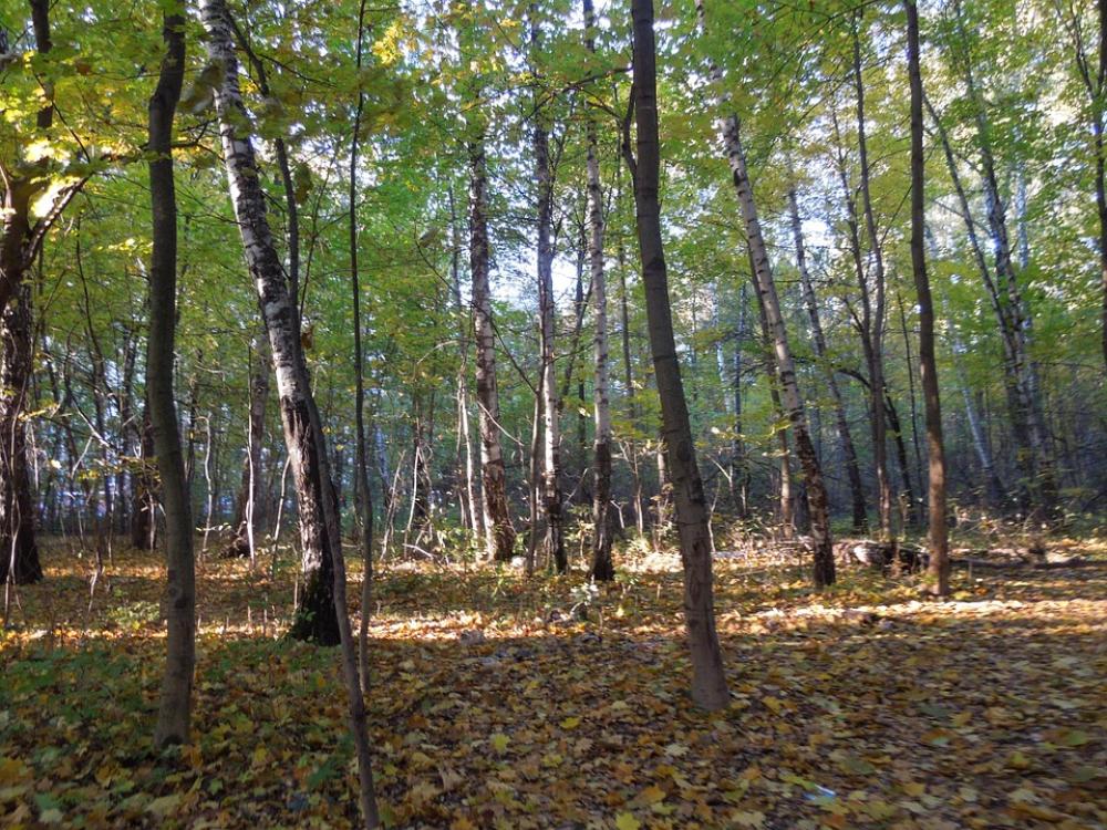 Forest Autumn Nature Forest Autumn Nature