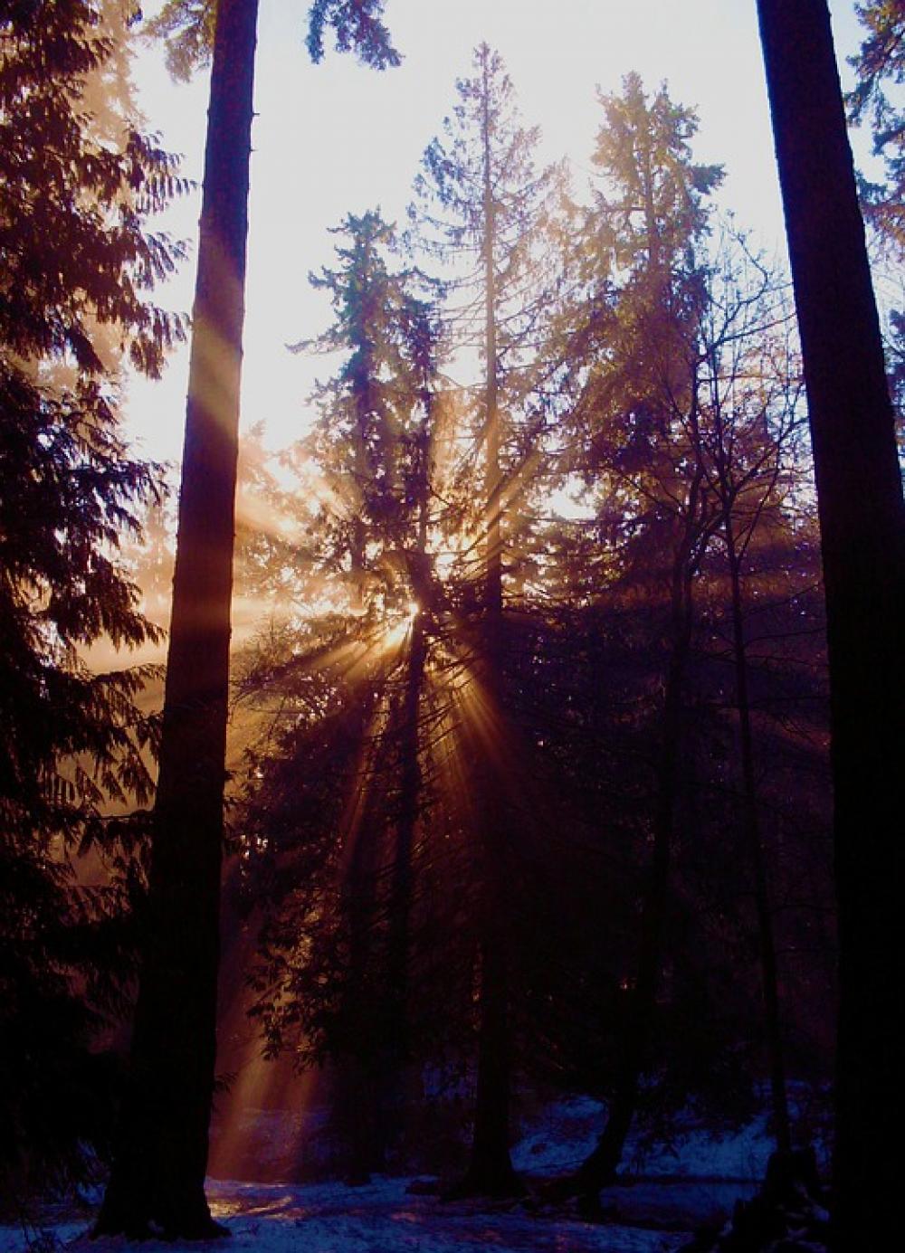 Forest Light Critter Pine Nature Forest Light Critter Pine Nature