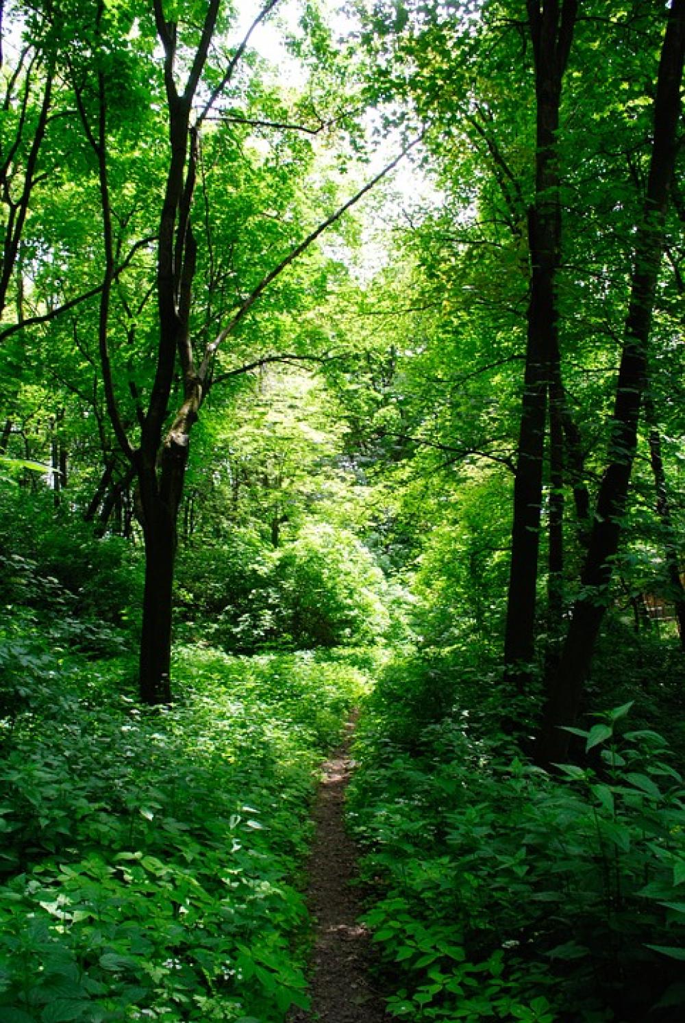 Forest Tree Shadow Foliage Forests Landscape Forest Tree Shadow Foliage Forests Landscape