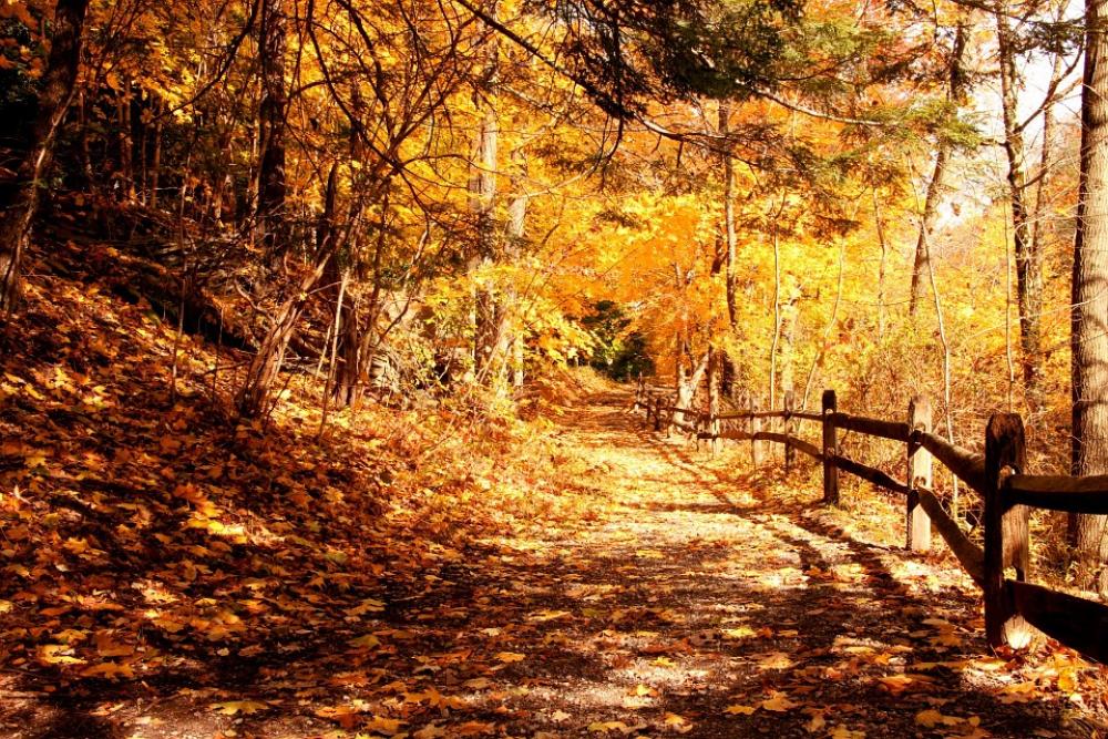 Forest Trail Forest Trail Autumn Fall Fall Leaves Forest Trail Forest Trail Autumn Fall Fall Leaves