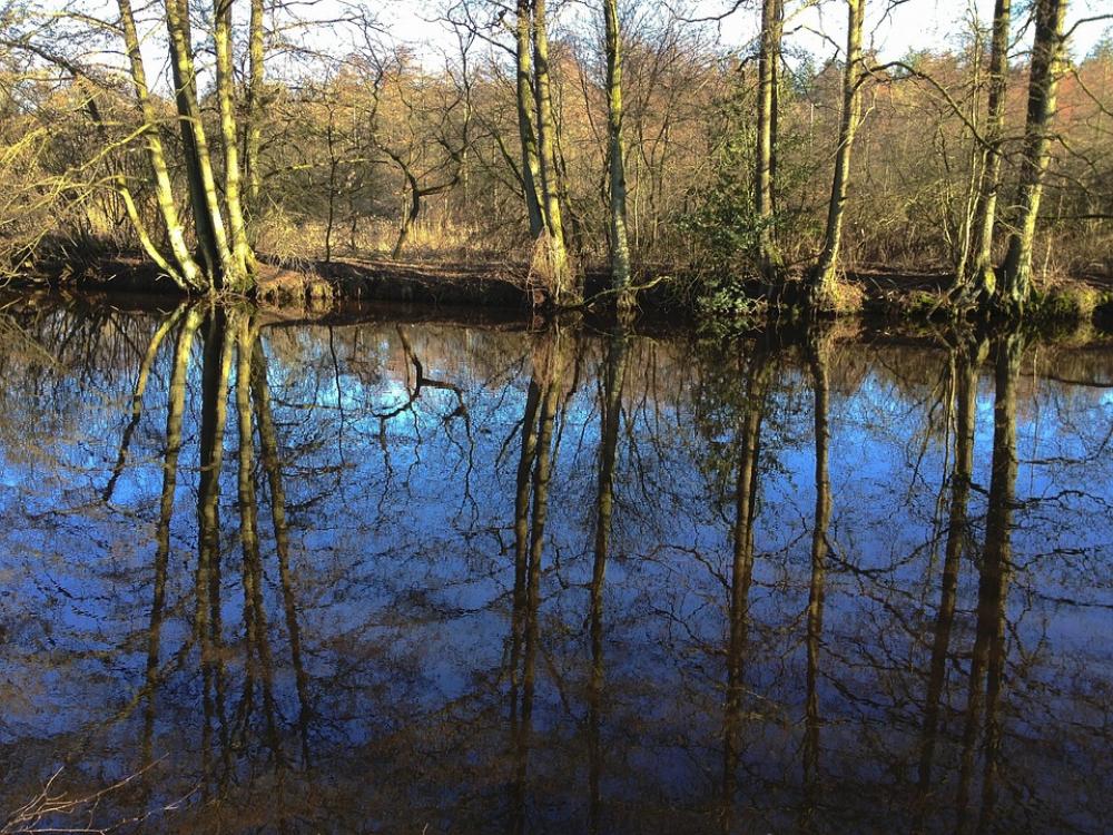 Forest Mirroring River Water Spring Trees Forest Mirroring River Water Spring Trees