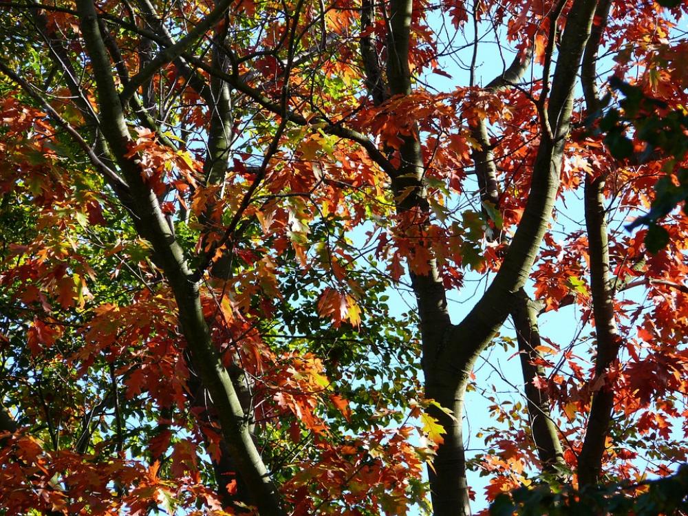 Forest Autumn Trees Forest Autumn Trees