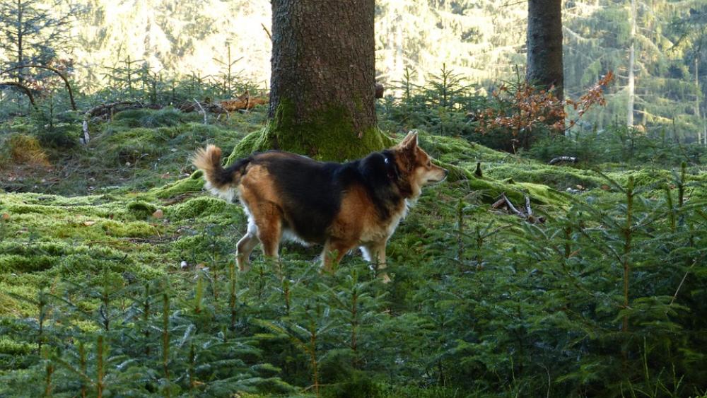 Forest Dog Nature Landscape Forest Dog Nature Landscape