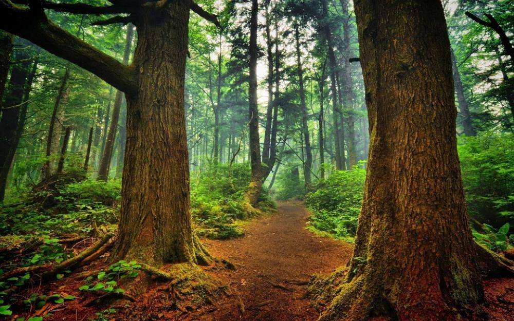 Forest Green Mood Nature Colorful Atmosphere Forest Green Mood Nature Colorful Atmosphere