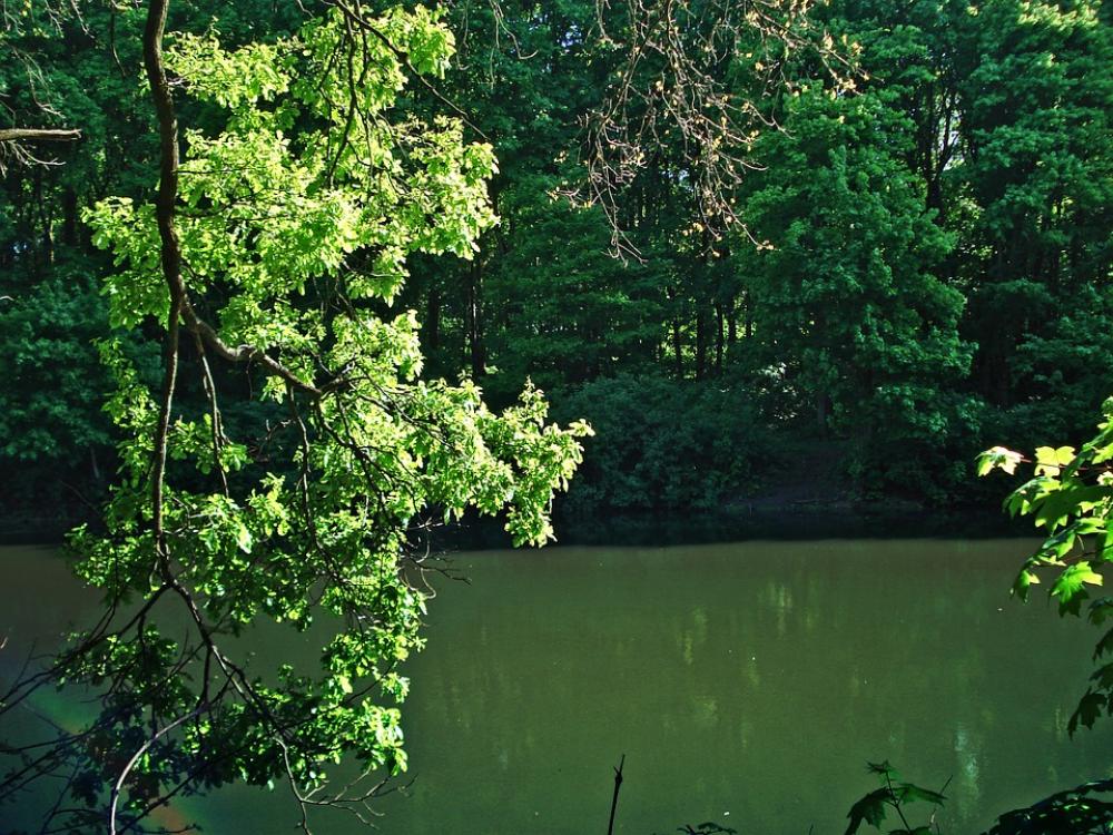 Forest Pond Trees Trees Near The Water Forest Pond Forest Pond Trees Trees Near The Water Forest Pond
