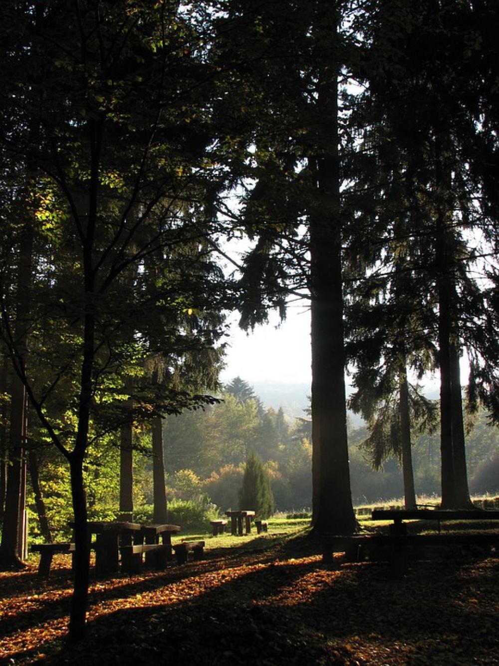 Forest Light Pine Nature Light And Shadow Log Forest Light Pine Nature Light And Shadow Log