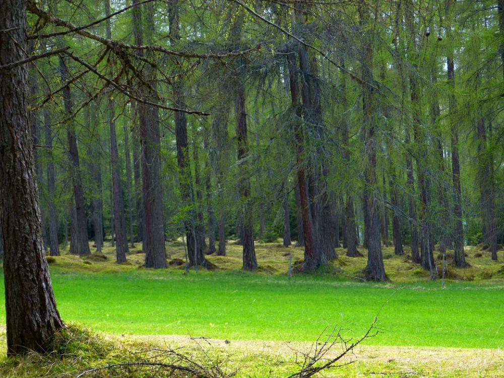 Forest Larch Forest Trees Strains Pine Family Forest Larch Forest Trees Strains Pine Family