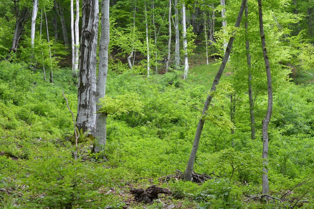 Forest Wood Trees Nature Green Environment Forest Wood Trees Nature Green Environment