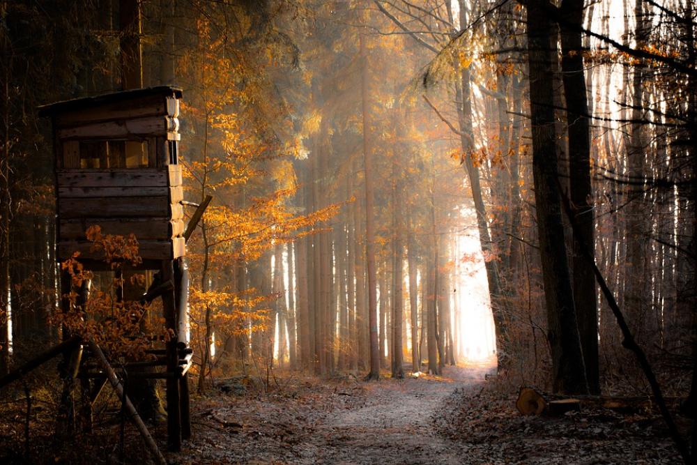 Forest Dream Fog Magic Mysterious Fantasy Forest Dream Fog Magic Mysterious Fantasy