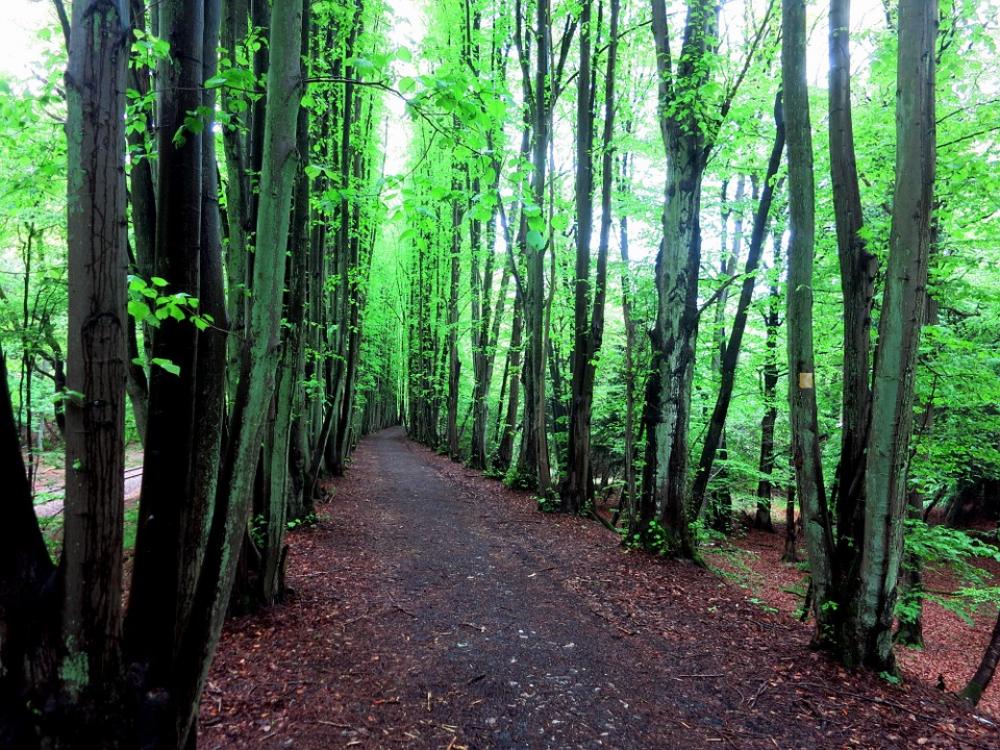 Forest Tree Leaves Green Kasbachtal Forest Tree Leaves Green Kasbachtal
