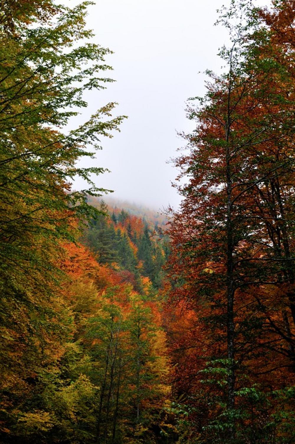 Forest Autumn Landscape Nature Mountain Outdoor Forest Autumn Landscape Nature Mountain Outdoor
