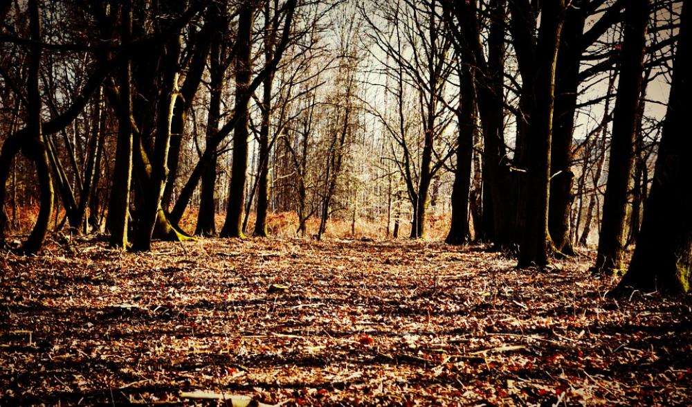 Forest Nature Landscape Forest Nature Landscape
